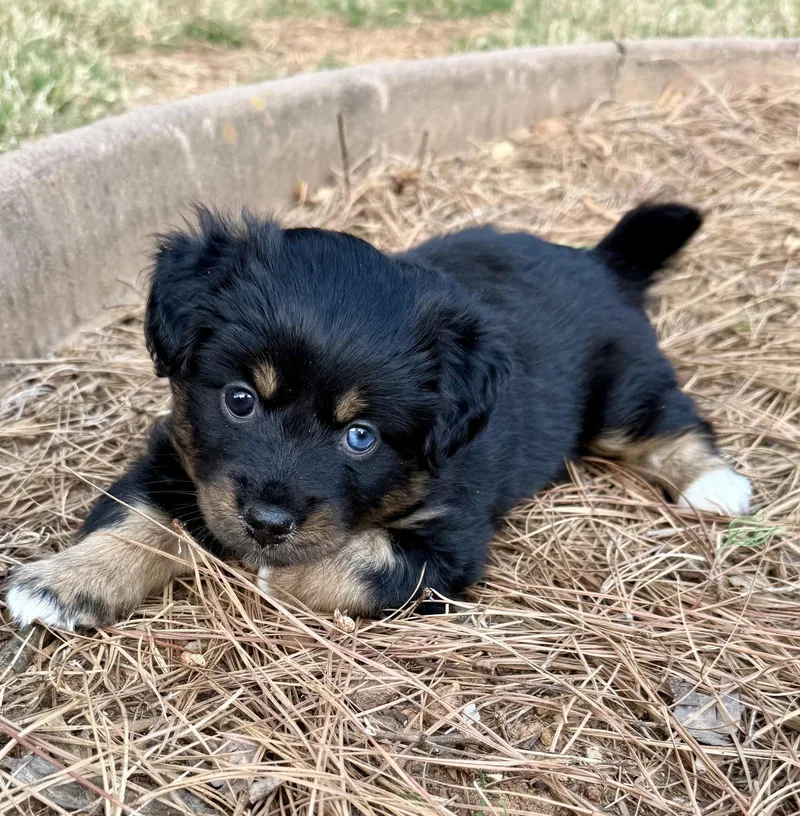 Mitzi Middleton thumbnail 3