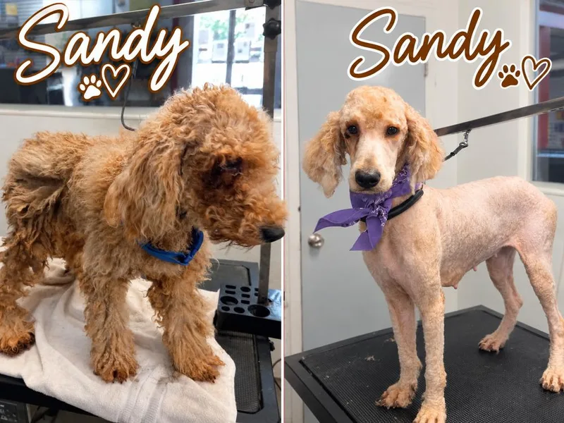 A young medium-sized female Goldendoodle dog named Sandy for adoption in Canton , GA