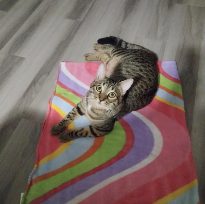 A young medium-sized male Domestic Short Hair cat named Obi Wan for adoption in Riverside, CA