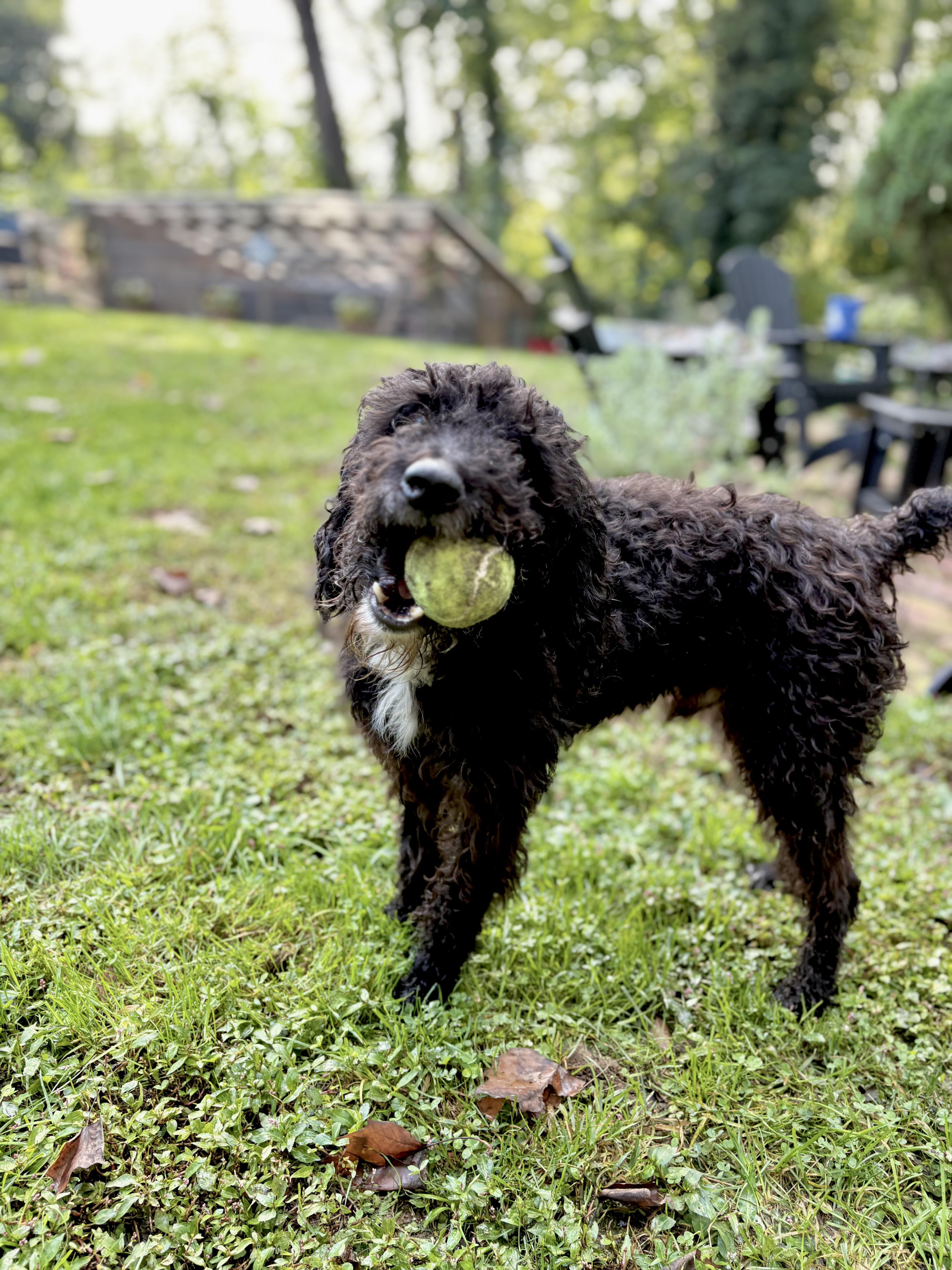 An adult medium-sized male Labradoodle dog named Jetti for adoption in Philadelphia, PA