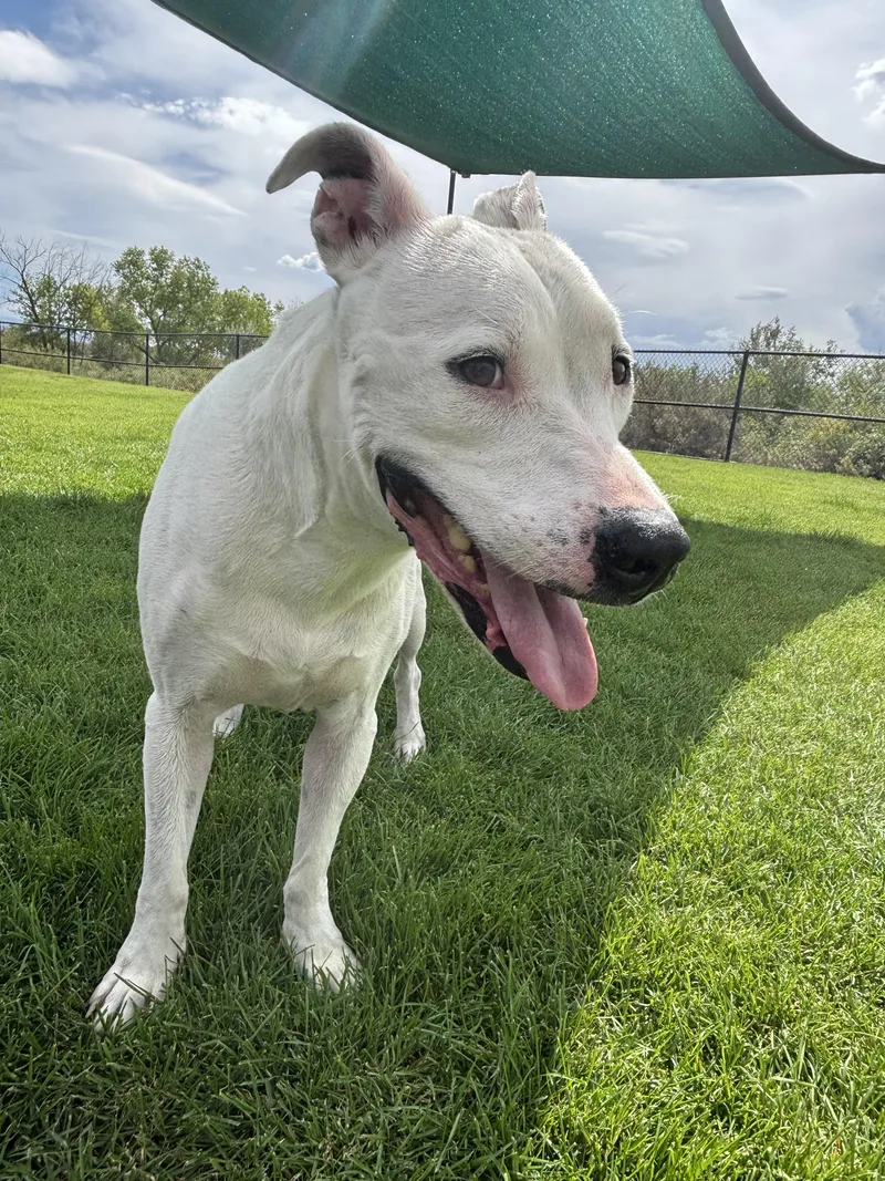 An adult medium-sized male White / Cream Pit Bull Terrier dog named Kolsh for adoption in Montrose, CO
