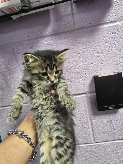 A baby small-sized female Black Domestic Medium Hair cat named 60934624 for adoption in El Paso, TX