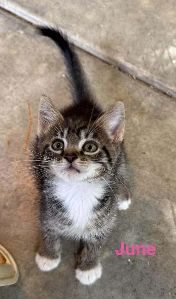 A baby small-sized female Domestic Short Hair cat named June Charity Ki. for adoption in Peoria, IL