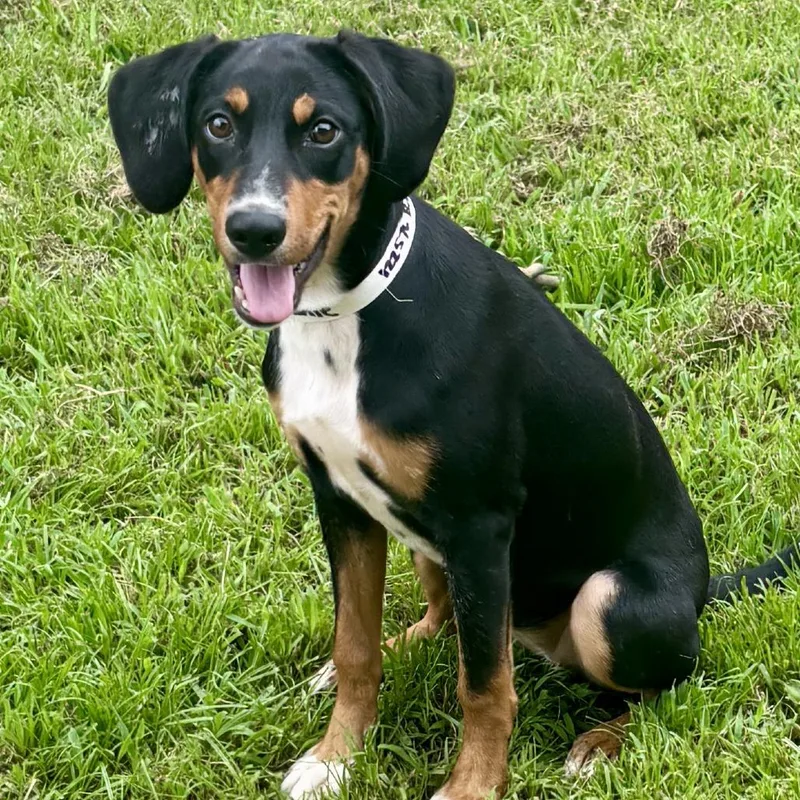 A baby medium-sized female Black Hound dog named Brownie for adoption in Birmingham, AL