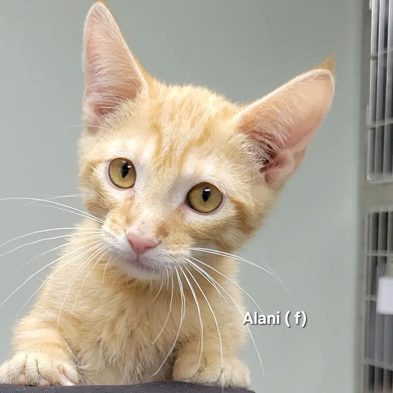 A baby medium-sized female Orange & White Domestic Short Hair cat named Alani for adoption in Mazon, IL