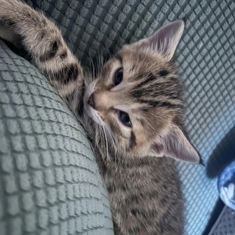 A baby small-sized female Brown / Chocolate Domestic Short Hair cat named Angel for adoption in Edwardsville, IL
