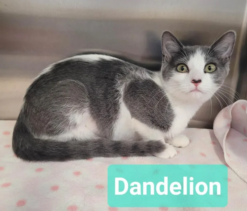 A baby small-sized female Domestic Short Hair cat named Dandelion for adoption in Richmond, IN