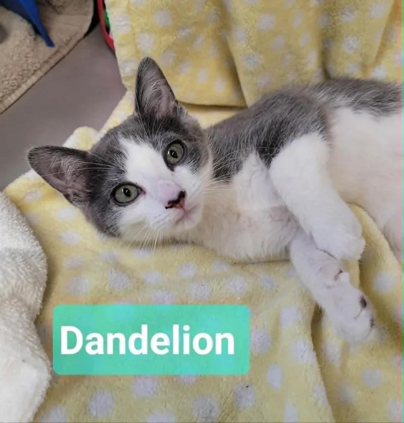 Dandelion thumbnail 3