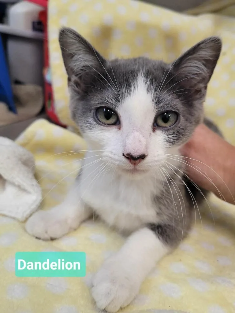 Dandelion thumbnail 4