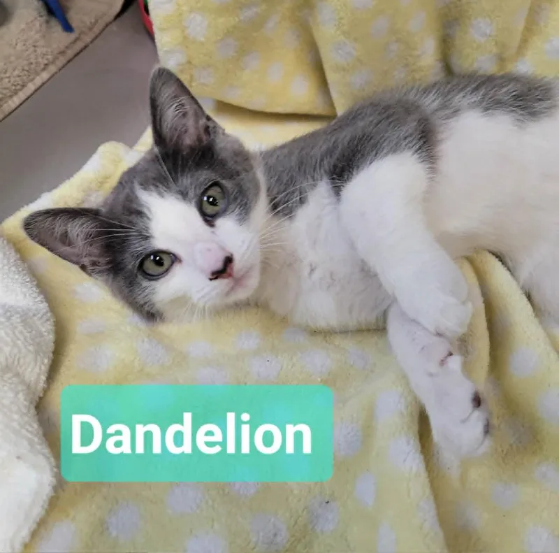 Dandelion thumbnail 5