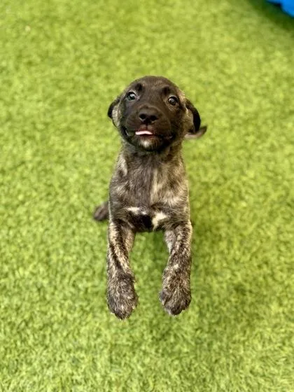 A baby large-sized female German Shepherd Dog dog named Blueberry for adoption in Picayune, MS
