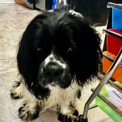 A young medium-sized male Bicolor Cocker Spaniel dog named Domino  D for adoption in Frankfort, KY