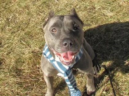 Bluebell thumbnail 3