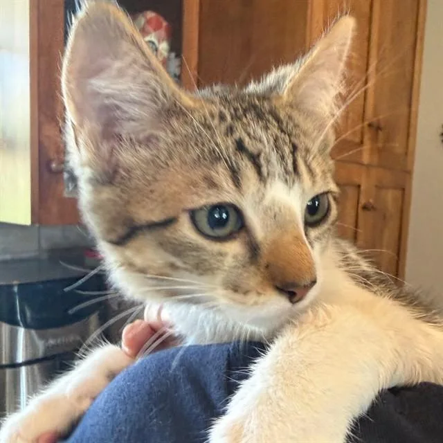 A baby small-sized male Domestic Short Hair cat named Paprika for adoption in Auburn, CA