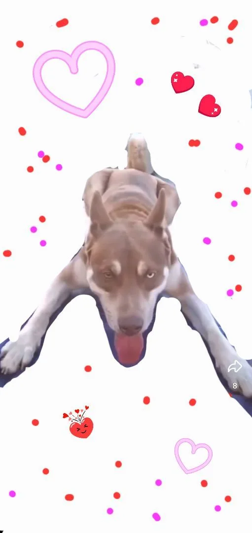 Spearmint Pup thumbnail 2