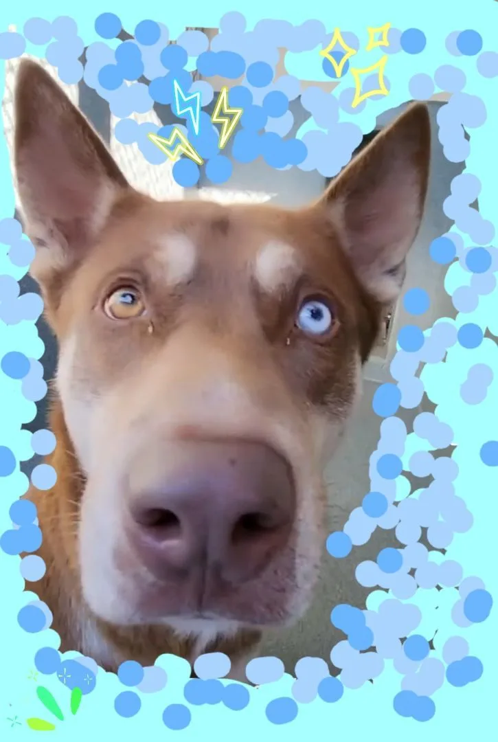 Spearmint Pup thumbnail 3