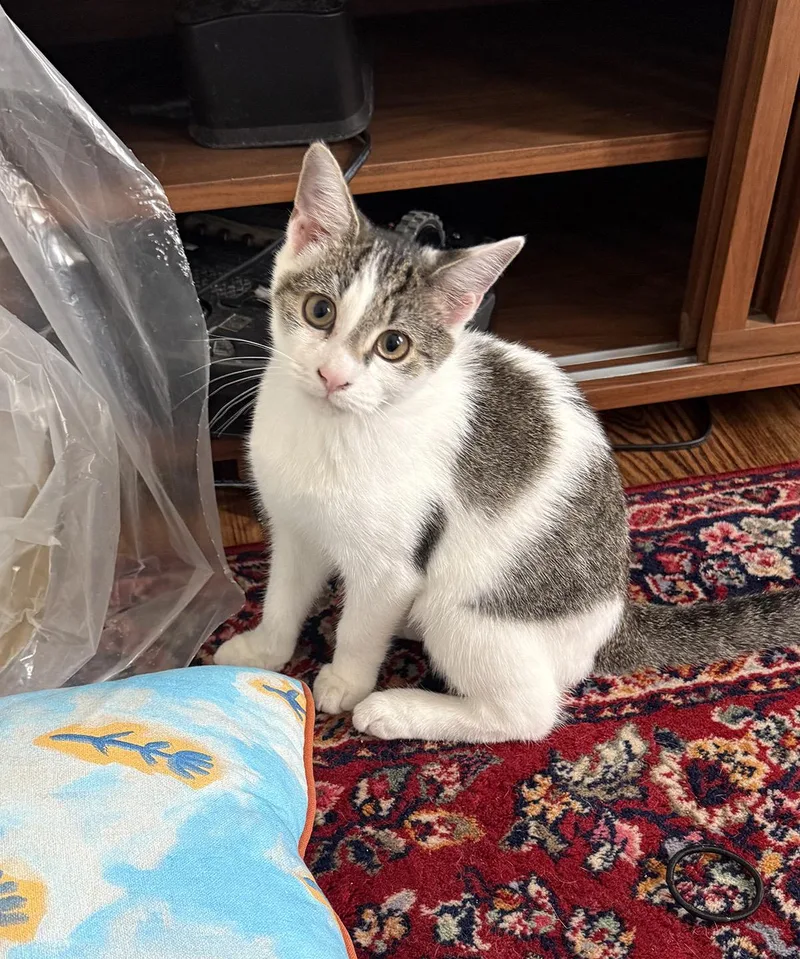 A baby medium-sized female Gray / Blue / Silver Domestic Medium Hair cat named Patches Reno for adoption in Philadelphia, PA