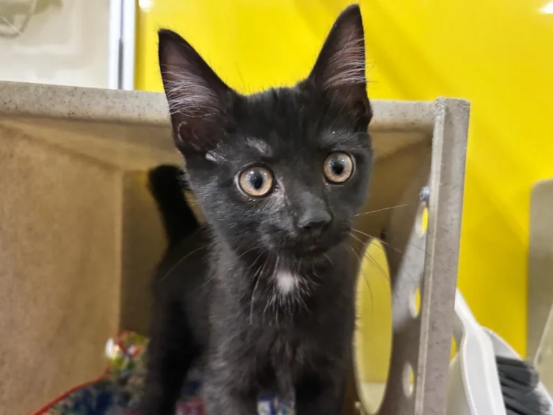 A baby small-sized male Domestic Short Hair cat named Birch for adoption in Powell, OH