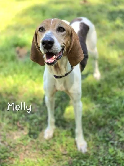 An adult medium-sized female Tricolor (Brown, Black, & White) Coonhound dog named Molly for adoption in Bishop, GA