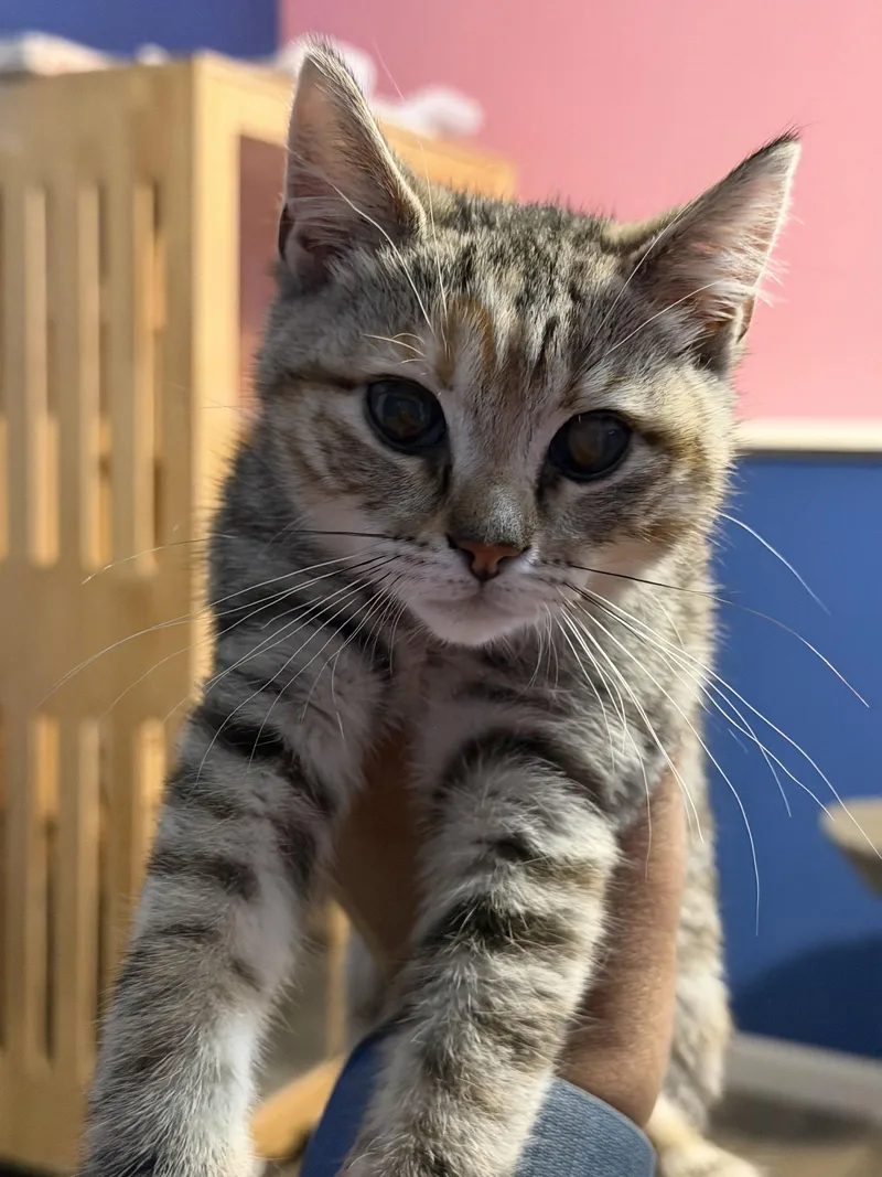 A baby medium-sized female Domestic Short Hair cat named Minnie for adoption in Stewartsville, NJ