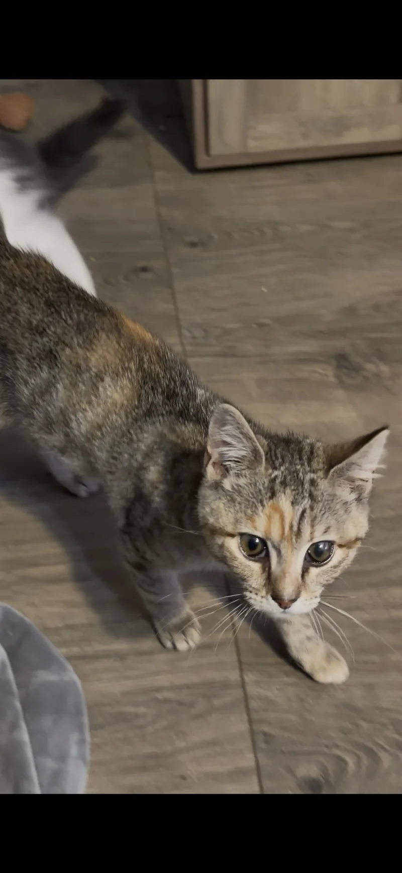 Minnie thumbnail 3
