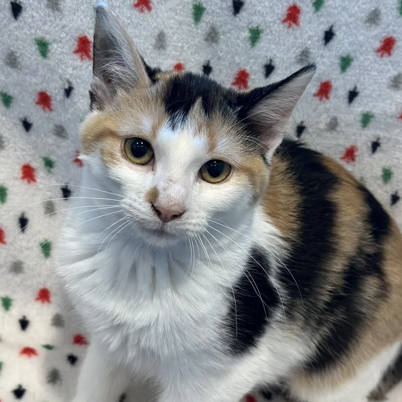 A young small-sized female Calico Domestic Short Hair cat named Audrey Hepburn for adoption in Matteson, IL