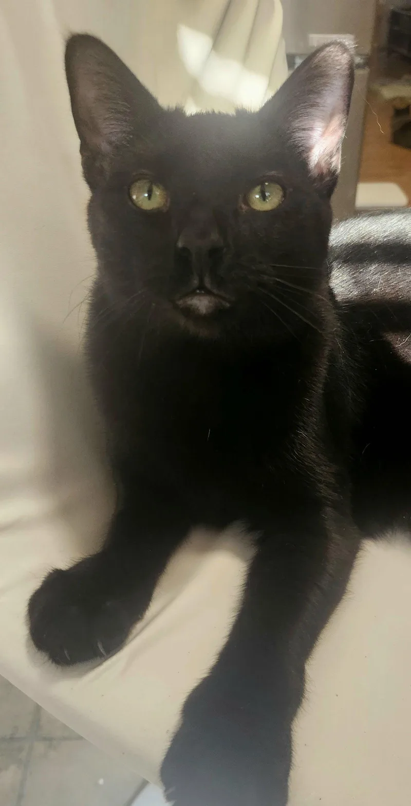 A young medium-sized male Black Domestic Short Hair cat named Beanie for adoption in Philadelphia, PA