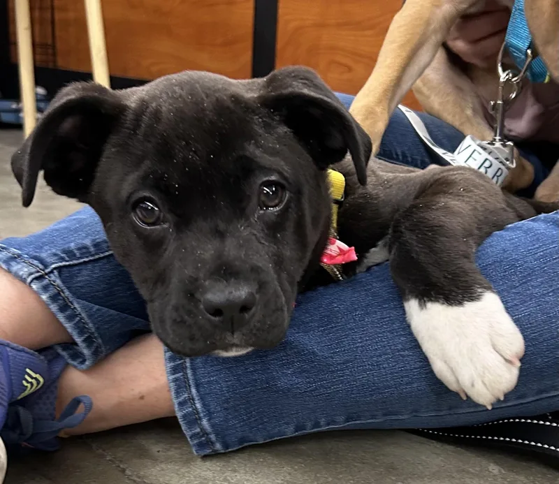 Crystal Cutiepie  Local