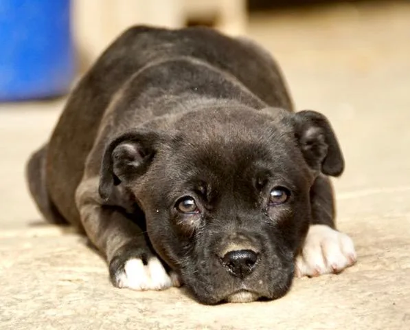 Crystal Cutiepie  Local thumbnail 2