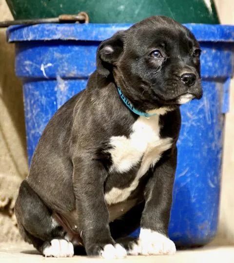 Crystal Cutiepie  Local thumbnail 3