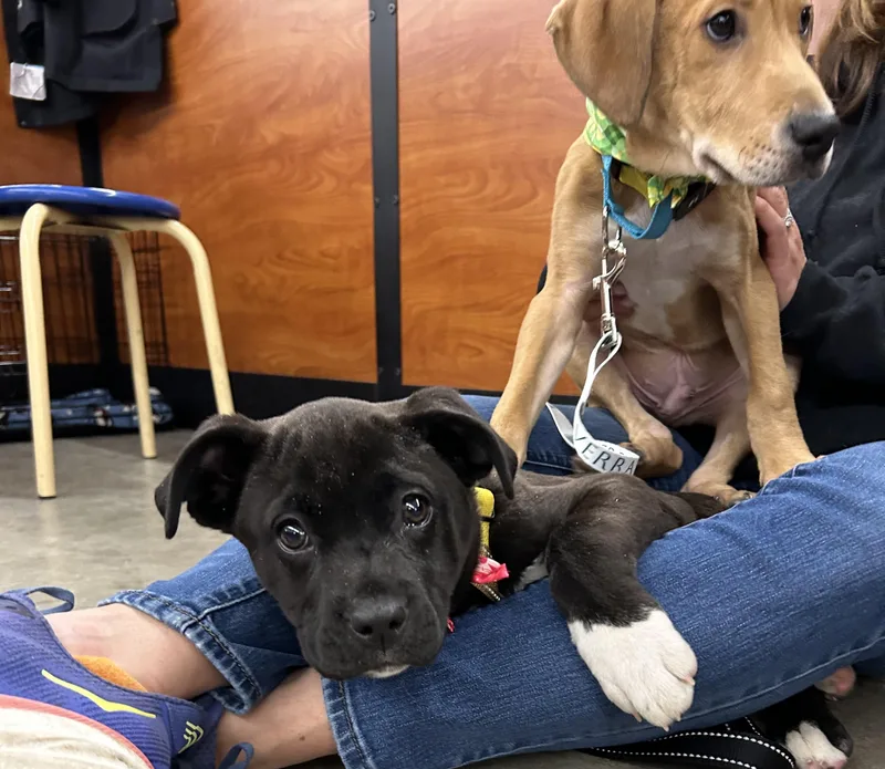 Crystal Cutiepie  Local thumbnail 4