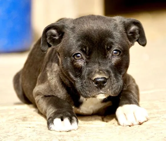 Crystal Cutiepie  Local thumbnail 5