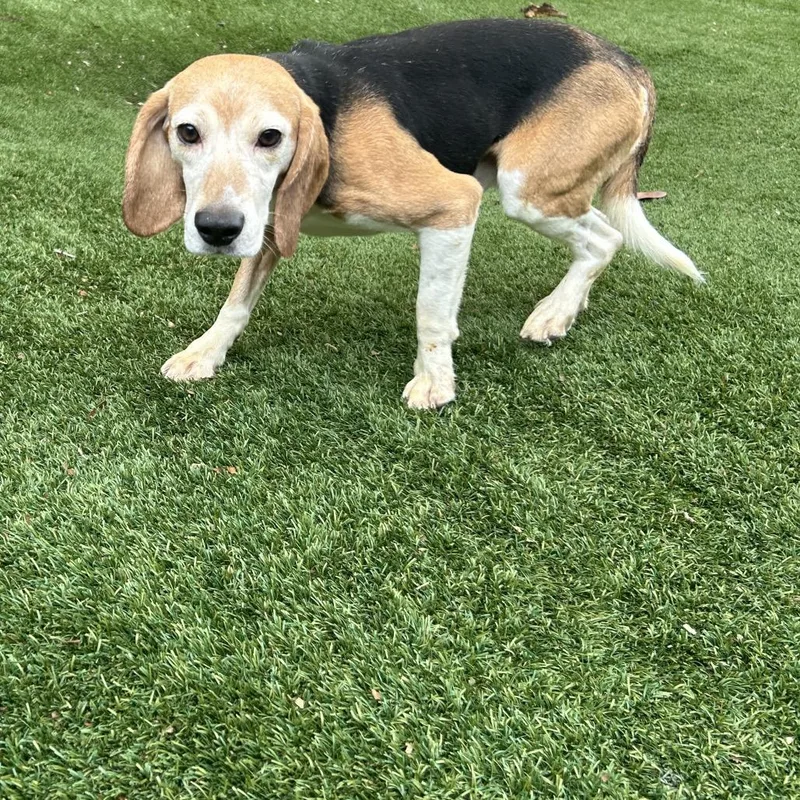 An adult medium-sized male White / Cream Beagle dog named Harry for adoption in LOXAHATCHEE, FL