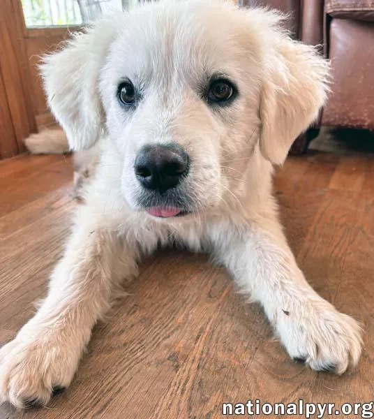 Forest In Va  thumbnail 2