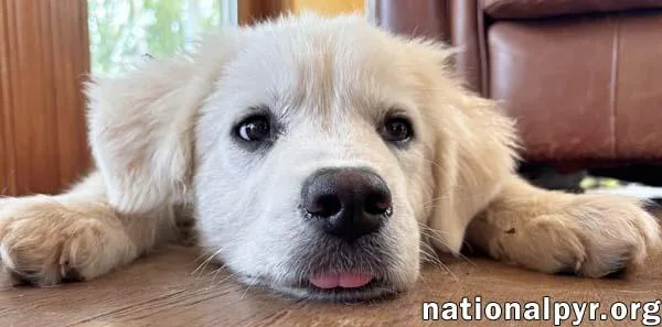 Forest In Va  thumbnail 3