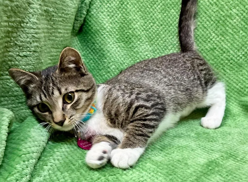 A baby medium-sized female Domestic Short Hair cat named Autymn for adoption in Alexandria, MN