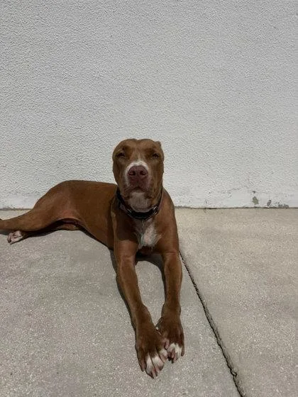 An adult large-sized female Pit Bull Terrier dog named Alexa for adoption in North Miami Beach, FL