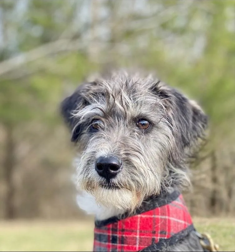 Trixie Belle thumbnail 2