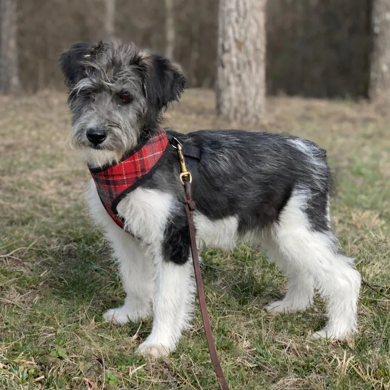 Trixie Belle thumbnail 3