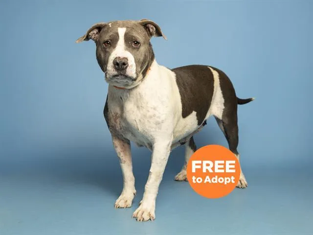 An adult medium-sized female Pit Bull Terrier dog named Carla for adoption in Phoenix, AZ