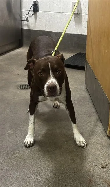 An adult medium-sized female Pit Bull Terrier dog named Aurora for adoption in Upper Marlboro, MD