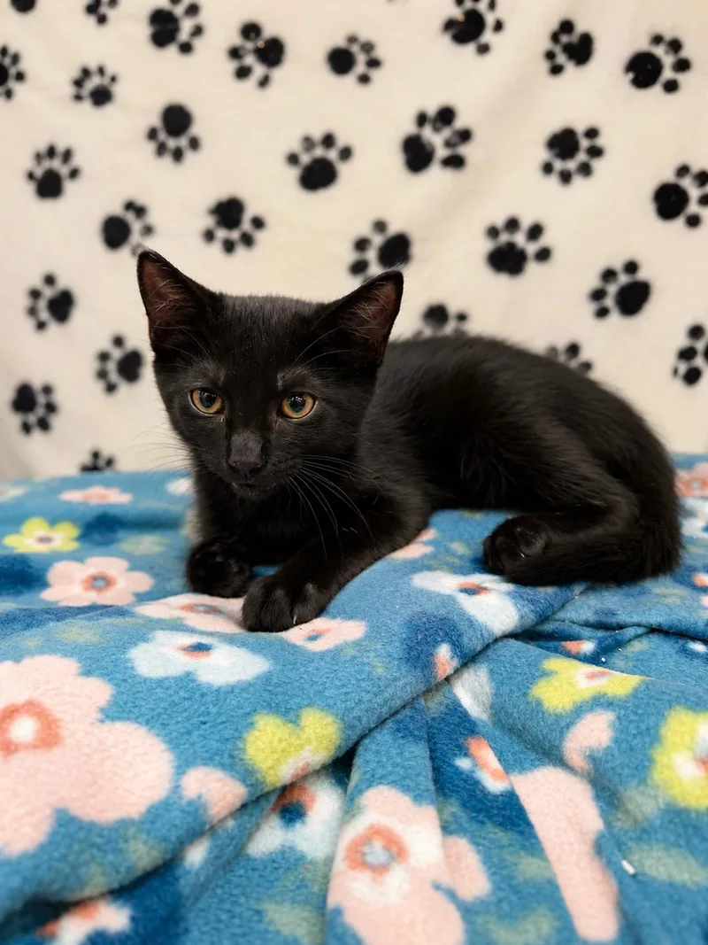 A baby small-sized male Domestic Short Hair cat named Jaguar for adoption in Rio Linda, CA