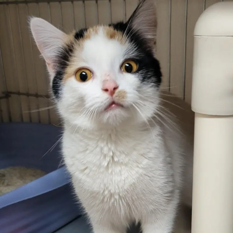 A young medium-sized female Calico Domestic Short Hair cat named Bubbles for adoption in West Jefferson, OH