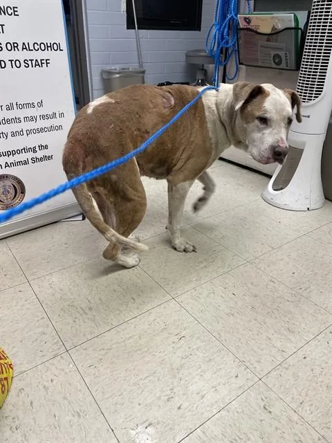 An adult medium-sized male Pit Bull Terrier dog named Verne for adoption in Stockton, CA