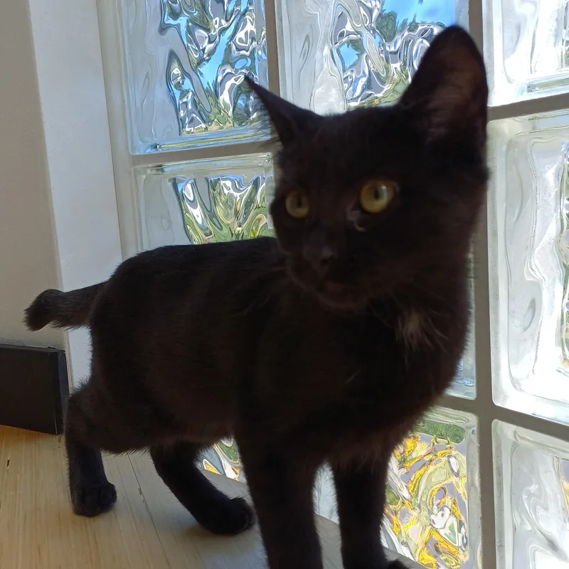 A baby medium-sized female Black Domestic Short Hair cat named Screwdriver for adoption in Renton , WA
