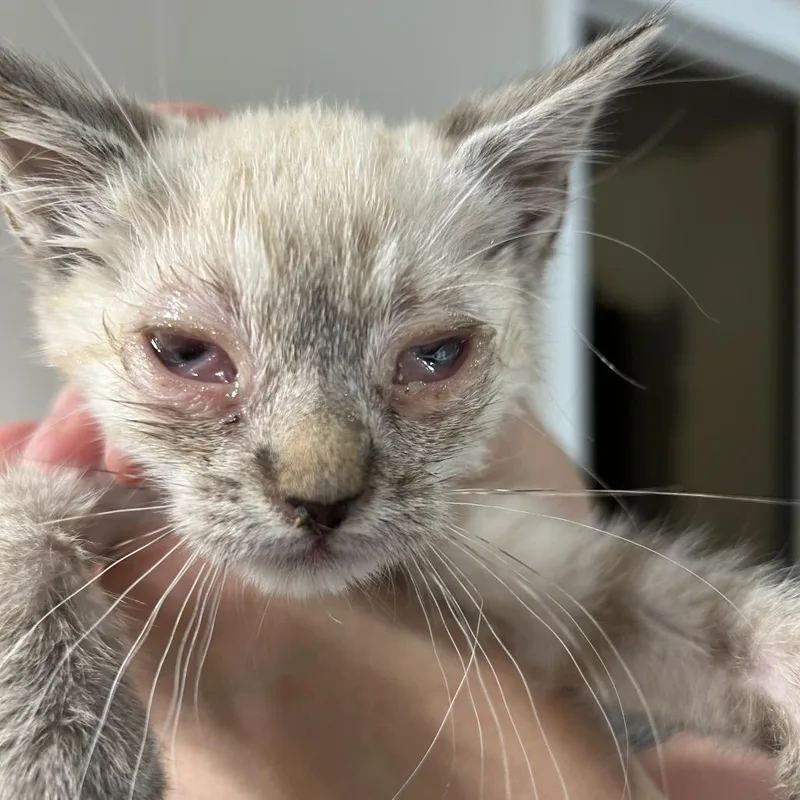 A baby small-sized male Cream / Ivory Siamese cat named Sage for adoption in Klamath Falls, OR