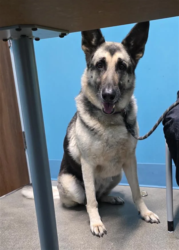 An adult medium-sized female German Shepherd Dog dog named Roxie for adoption in Houston, TX