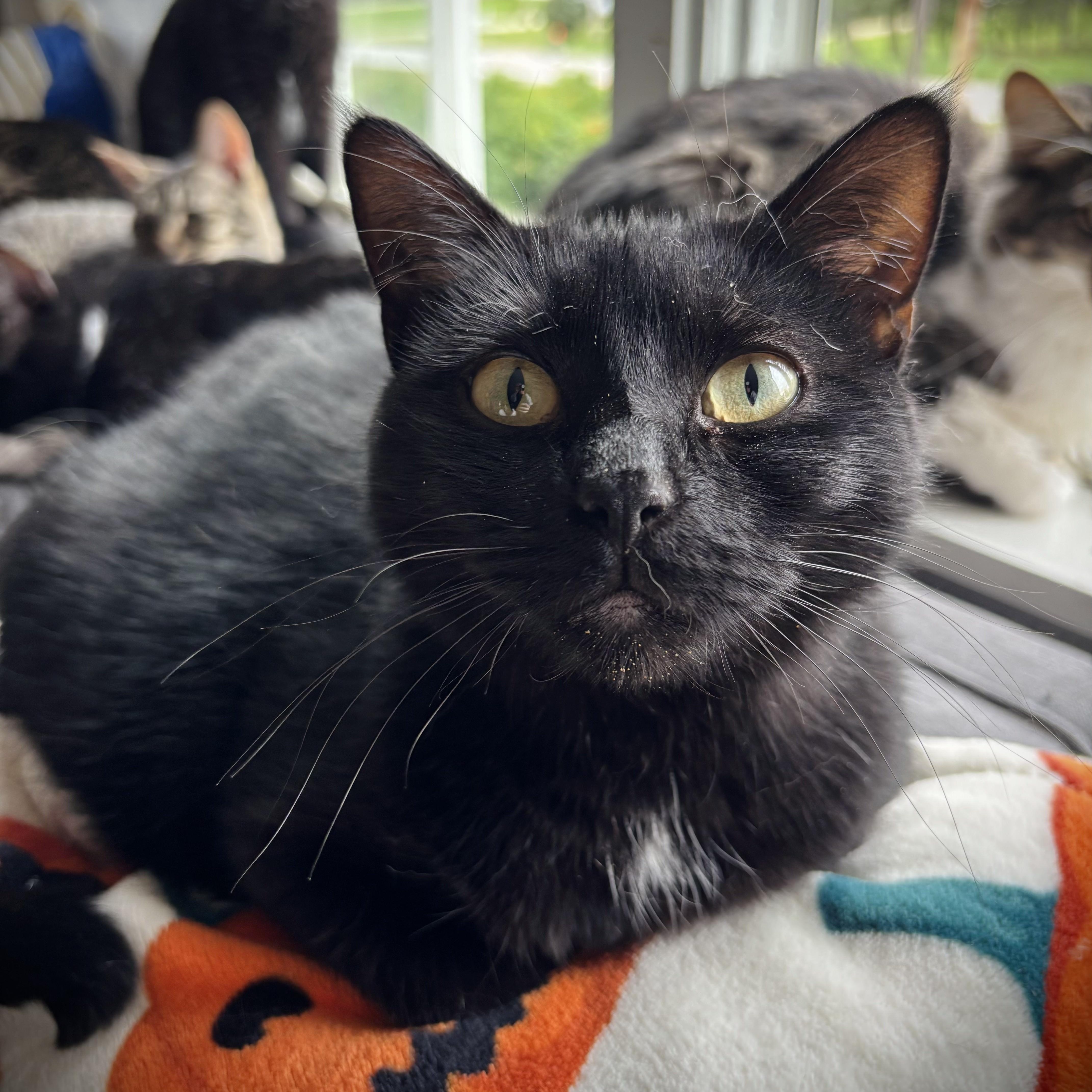 A young medium-sized female Black Domestic Short Hair cat named Wilma for adoption in Buffalo, NY