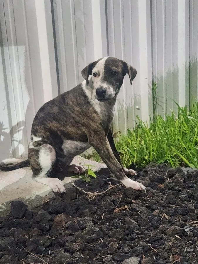 A baby medium-sized female Tricolor (Brown, Black, & White) Mountain Cur dog named Lulu for adoption in MISSION, TX