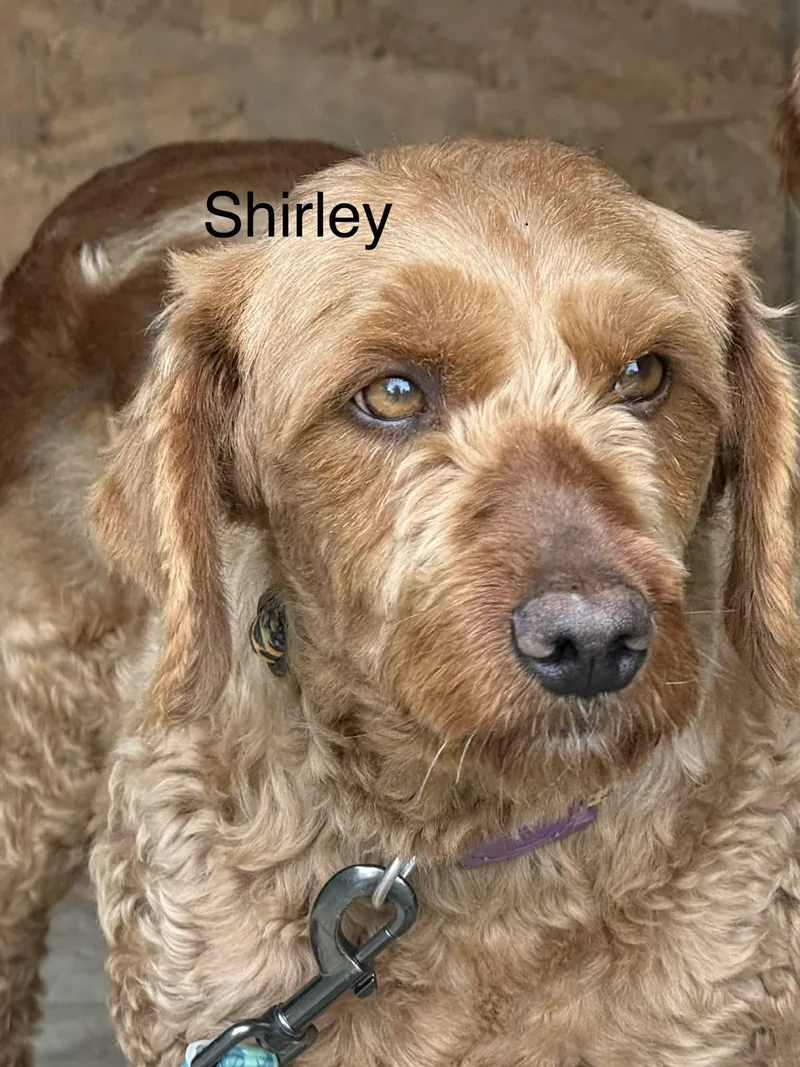Shirley
